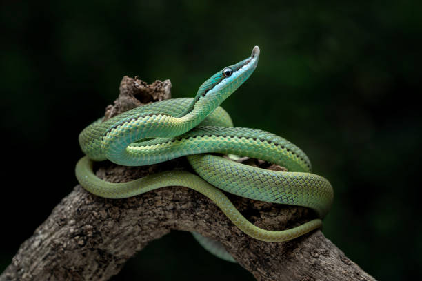 istock Baron green racer snake 1714907996