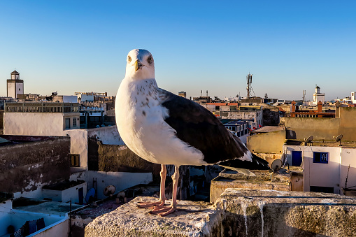 istock seagull on post, photo as background 1714908550