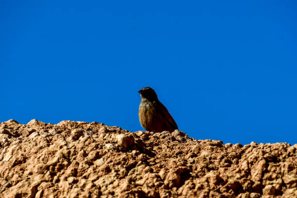 bird on a rock, beautiful photo digital picture