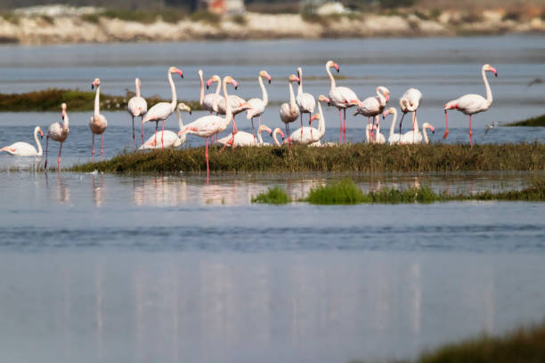 istock Flamingos in Portugal 1714908652