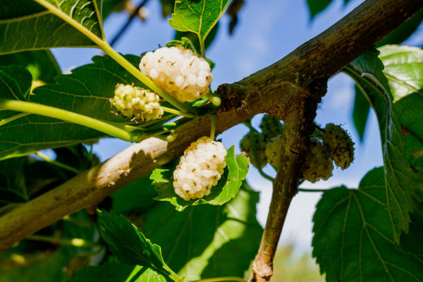 istock Fruit of Morus alba, white mulberry, rich wild berry. 1714909187