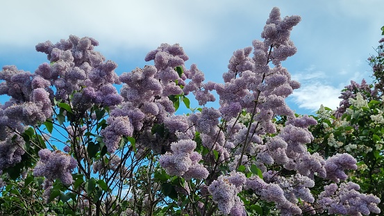 2024.Blooming lilac bushes in the park.