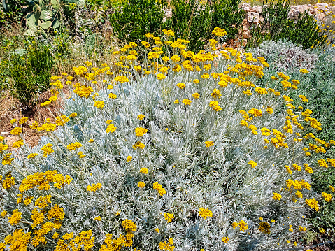 Curry herb, Helichrysum italicum, medicinal plant also used as a spice in the kitchen