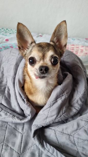 istock A red-haired chihuahua is sitting on the bed wrapped in a blanket. 1714911551