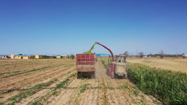 Green storage machine harvesting corn