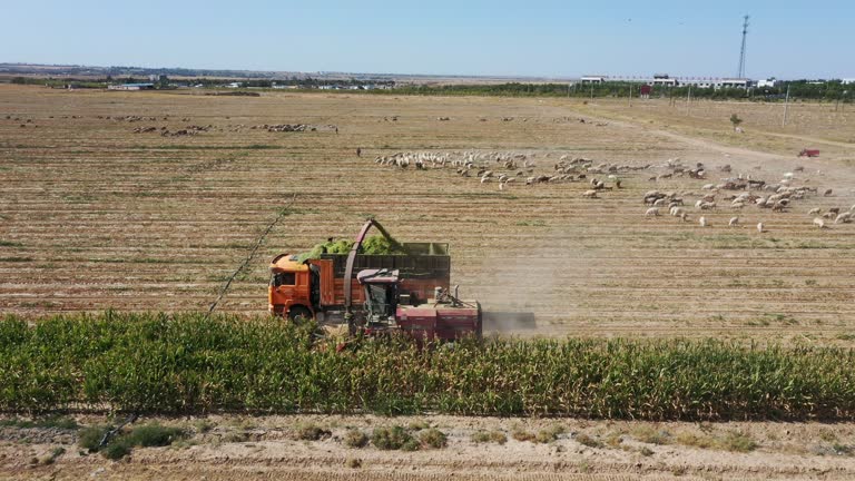 Green storage machine harvesting corn