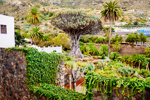 Millennial specimen of the dragon tree, Dracaena draco, in Icod de los Vinos, Tenerife.