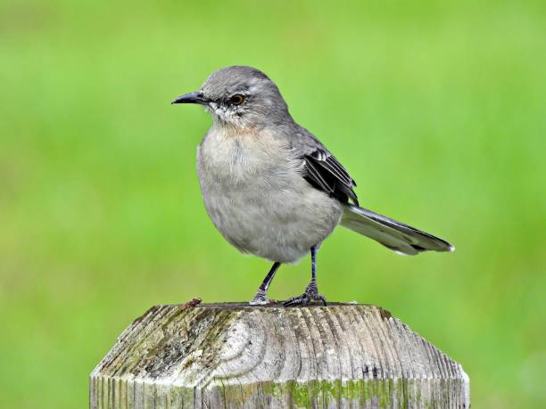 istock Northern Mockingbird (Mimus polyglottos) -perched on a wood post 1714931919