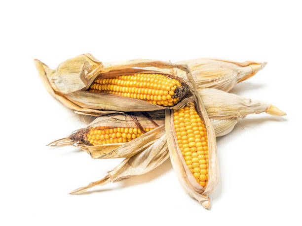 istock Bunch of unhusked sweet corn cobs on white 1714936376
