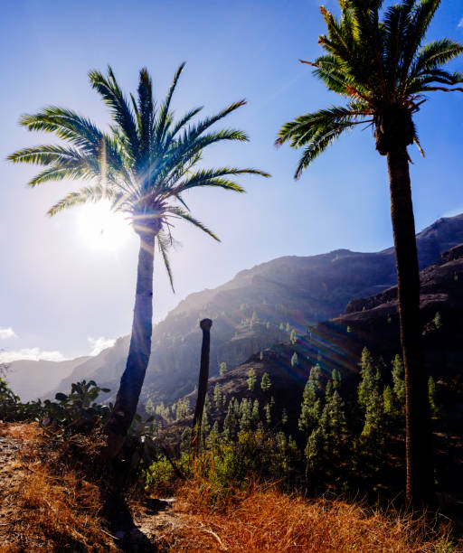 istock Palm trees in a Moroccan oasis surrounded by mountains in the morning sun. 1714938437