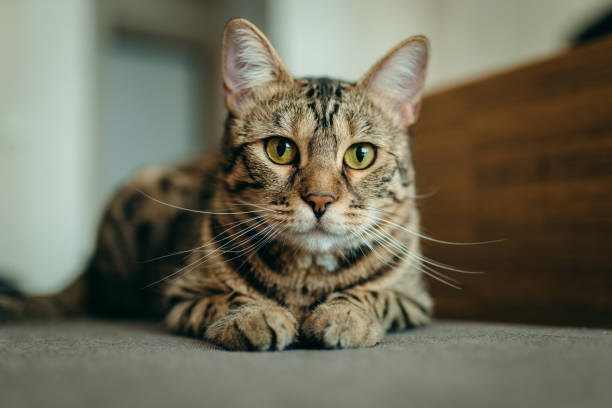 istock Portrait of domestic cat lying on sofa 1714938727