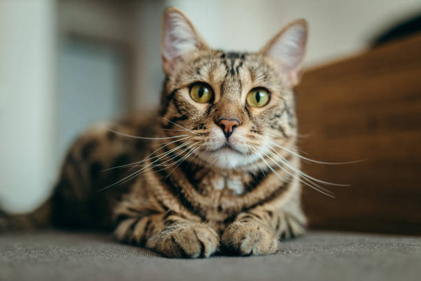 istock Portrait of domestic cat lying on sofa 1714938729