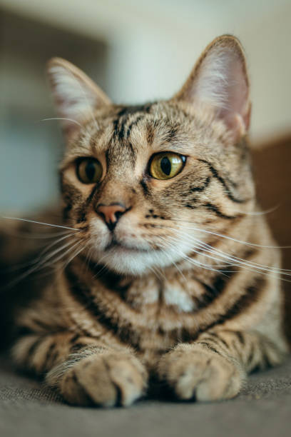istock Portrait of domestic cat lying on sofa 1714938751
