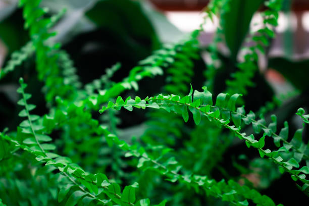 nahaufnahme des hintergrunds der boston-farnpflanze (nephrolepis exaltata - polypodiaceae). - fern leaf plant close up stock-fotos und bilder