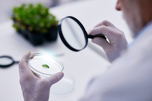 Scientist, hand and plant with petri dish and magnifying glass research for agriculture in a laboratory. Leaf, data analysis and tube with science and studying for eco test and chemical ecology exam