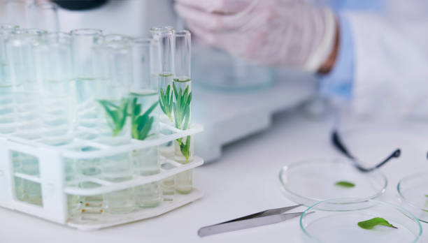 istock Science, plant test tube and scientist hands with growth research, analysis and ecology study. Agriculture, leaf and working on eco experiment in laboratory, for sustainability and data analytics 1714942975