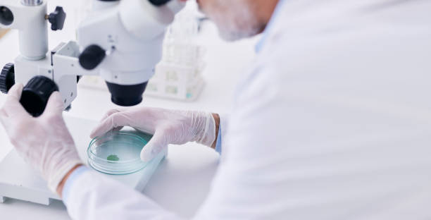 istock Science, microscope and scientist hands with plant research, analysis and ecology study. Agriculture, leaf and working on eco experiment in a laboratory, hospital test or clinic for medical data 1714942976