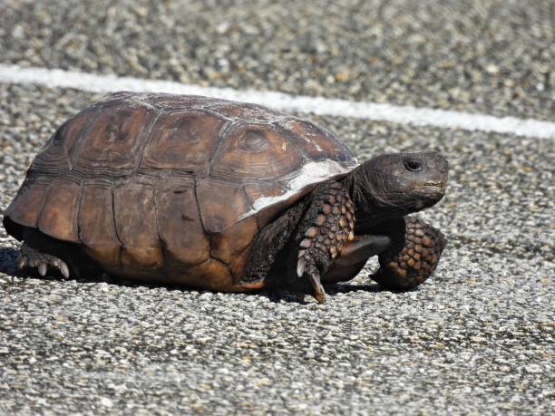 istock Gopher Tortoise (Gopherus polyphemus) - walking in a parking lot 1714943115