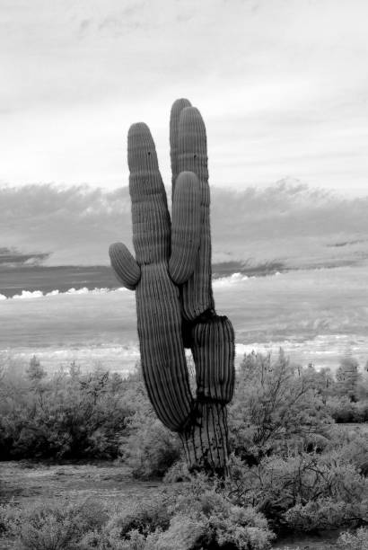 istock Infrared Saguaro Cactus Sonora desert Arizona 1714944307