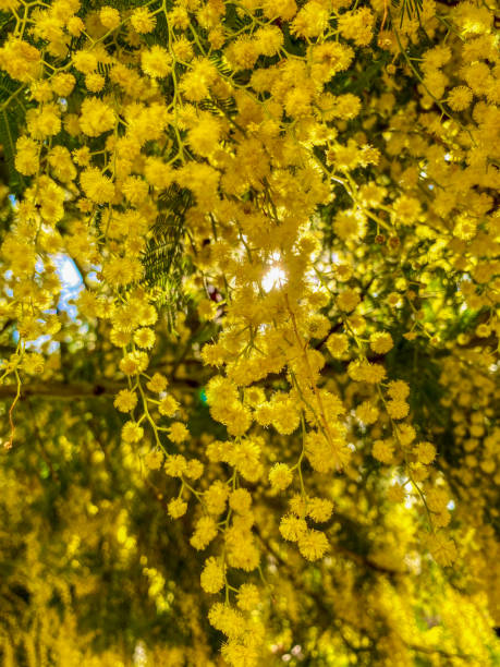 istock Yellow mimosa flowers on a sunny day close-up. Spring background 1714949860