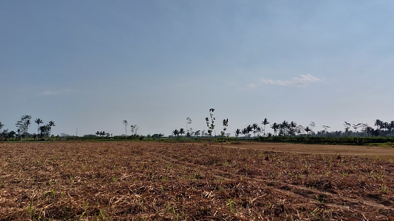Brown landscape farm. New agricultural land has been cleared ready for planting, Location Malang east Java