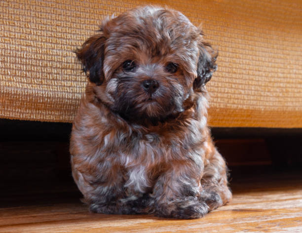 istock Russian breed Russian colored bichon puppy in Greece 1714950573