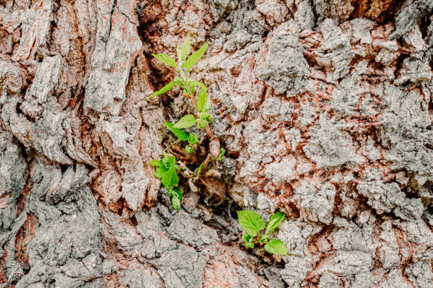 istock Tender shoots bloom from the fallen trunk of a tree like hope. 1714964614