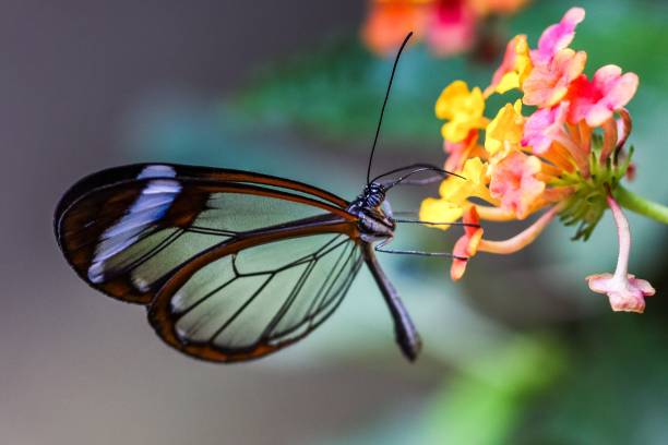 istock Transparent butterfly foraging a colourful flower 1714967106