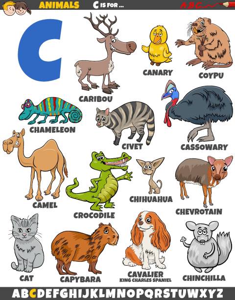 cartoon animal characters for letter C educational set Cartoon illustration of animal characters set for letter C nutria rodent animal alphabet stock illustrations