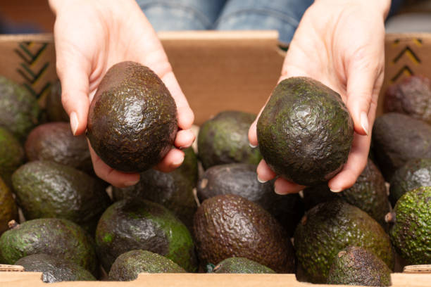 istock woman's hand holding an avocado 1714983746
