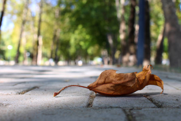 istock Fallen leaf in the fall season. The end. 1714986083