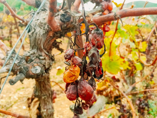 istock Wasps feed on grapes in abandoned vineyards and rotten grapes. 1714986611