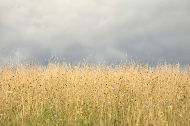 Surrey Hills dramatic sky Surrey England Europe
