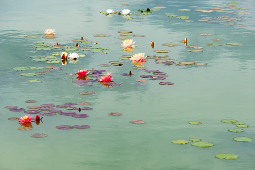Red, ocher and white water lilies in lake in Historical Park near Neofit Rilski village in Bulgaria. Europe.