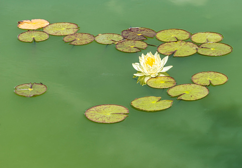 Yellow water lily in lake in Historical Park near Neofit Rilski village in Bulgaria. Europe.