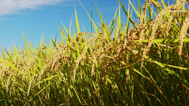 Dramatic view of walking by a paddy field of rice in autumn or fall, Agriculture and harvest, Food industry, 4K Slow motion, Gimbal used