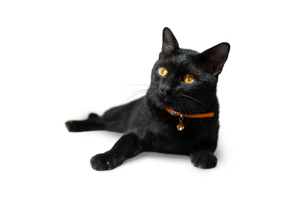 istock Elegant black cat lying on a white background. isolated image 1715004953
