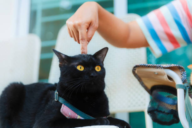 women playing with black cats by index finger. Heartwarming relationships between people and their beloved pets.