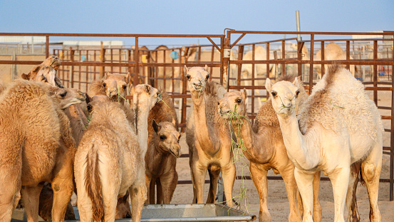 Dromedary Camel calves in a corral eating grass on a desert farm near Al Shahaniya in Qatar