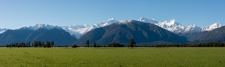 Looking across a wide grassy paddock towards a line of magnificent Kahikatea trees on New Zealand's South Island, with the snowcapped peaks of the Southern Alps beyond.