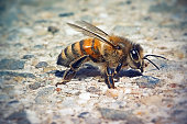 apis-mellifera-westliche-honigbiene-inse