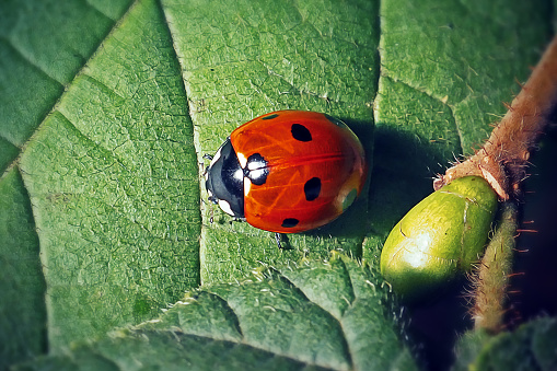 Little ladybug beetle isolated on a white background.