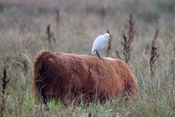 istock Cattle Egret with highland cows 1715021238