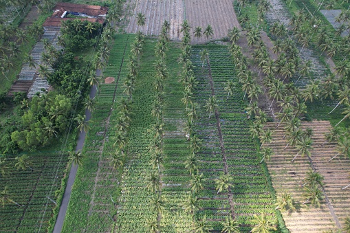 aerial view of coconut, peanut and vegetable plantations. tropical plantation.