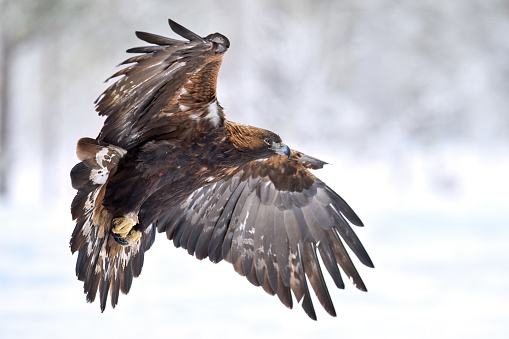 Golden eagle in its natural environment