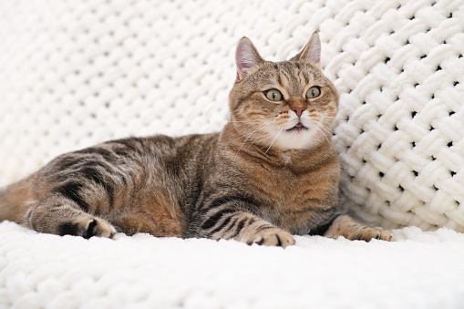 A red tabby cat is lying on a light sofa. High quality photo