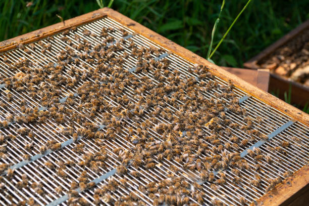 istock many bees on honeycombs in an open hive 1715054210