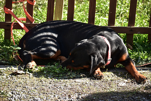 A rotweiller dog sleeping on the ground, a domestic pet, a rotweiller dog with a leash