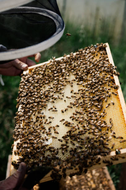 istock The beekeeper inspects and examines the bees in the hive 1715056466