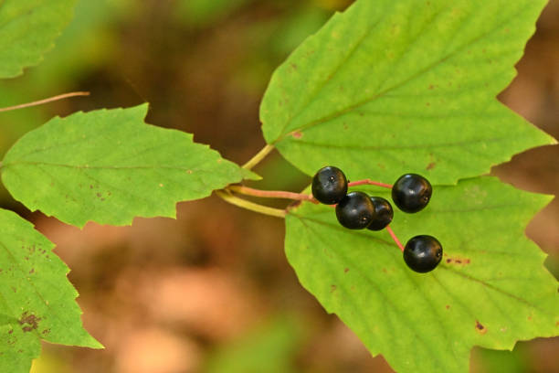 istock Maple-leaf viburnum berries in autumn 1715057603